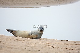 密封,海灘,海