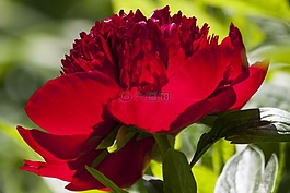 牡丹,花,性質(zhì)
