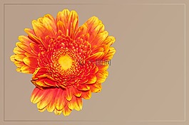 開花,非洲菊,橙