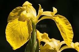 沼泽鸢尾,黄菖蒲,黄色虹膜