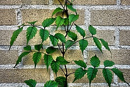 植物,葉,葉子