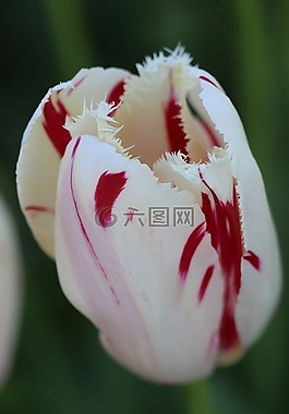 郁金香,白,粉紅色