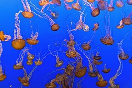 海蜇,水族館,游泳
