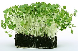 食欲,盛開,卡路里