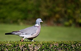 鳥,鴿子,野生動物