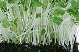 農(nóng)業(yè),食欲,卡路里