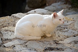 貓,白,寵物