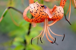 花,紅色的花,自然