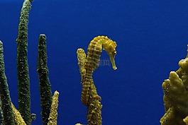 海馬,水族館,游泳