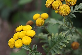 鮮花,開花,黃色