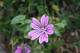野花,鮮花,開(kāi)花