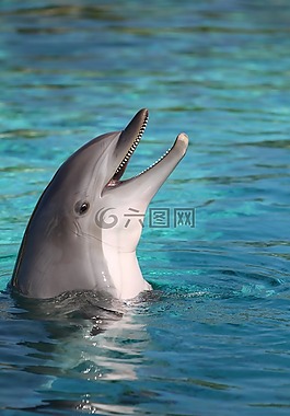 海豚,海,法國