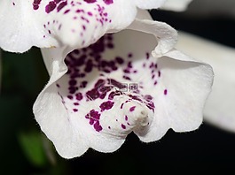 頂針,白foxglove,白