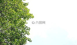 葉,綠葉,綠色
