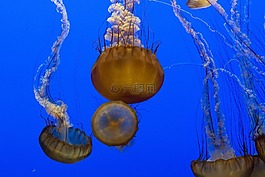 海蜇,水族館,游泳