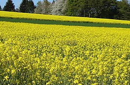 油菜籽場,油菜,字段