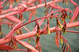 植物,红色,性质