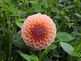 嬌琴紗,橙,花