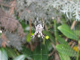 蜘蛛,蜘蛛網(wǎng),動(dòng)物