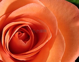 玫瑰,花,花瓣
