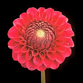 嬌琴紗,紅色,滴
