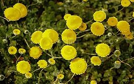 植物,性質,花