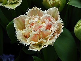 花,自然,植物區(qū)系