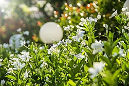 栀子,花,白