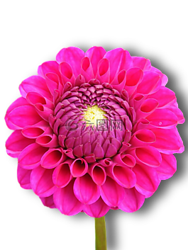 嬌琴紗,粉紅色,花
