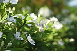 栀子,花,白