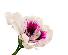 天竺葵,孤立,開(kāi)花