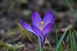 藏紅花,花,紫