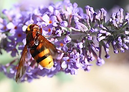 蜜蜂,花,昆蟲