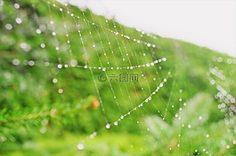 蜘蛛,卷筒紙,性質