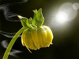 嬌琴紗,花,開花