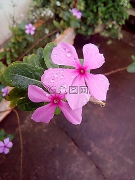 花卉,露水,紅色