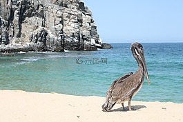 鵜,海灘,野生動物