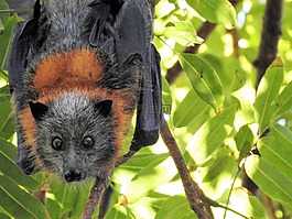 蝙蝠,野生,野生動物