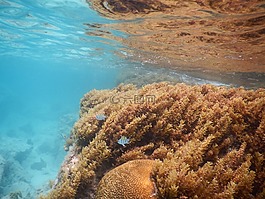 海洋,加勒比海,假期