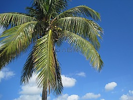 棕櫚,假期,樹(shù)