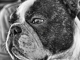 法國斗牛犬,狗,寵物