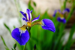 虹膜,鮮花,法國