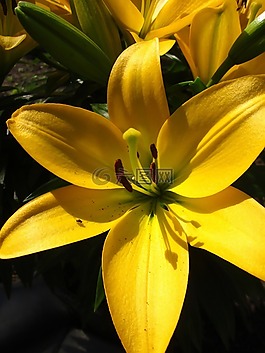 百合,花,花的