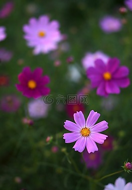 鮮花,大自然,宇宙
