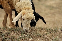 羊,動物,羊肉