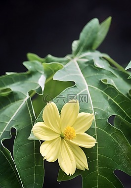 植物區(qū)系,葉,自然