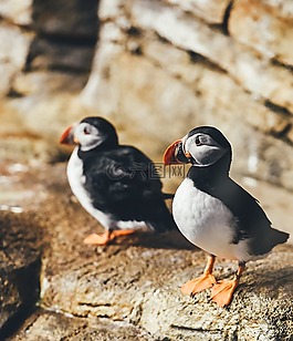 動物攝影,動物,鳥