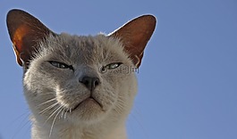 貓,寵物,動物