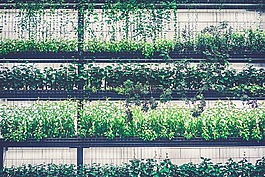 綠色,葉子,植物