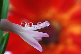 一滴水,滴,水